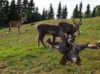 hunting_deer