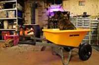 dog_wheelbarrow_dual_wheel_fireplace