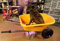 dog_wheelbarrow_dual_wheel_fireplace_top