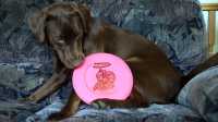 discgolf_wombat_taiga