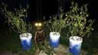 doggo_headlight_tomato_night