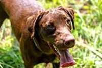 taiga_close_up_100-400_tongue_closeup