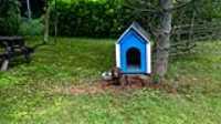 taiga_doghouse_lay