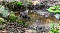 taiga_drink_pond_river