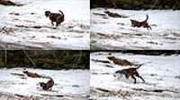 taiga_fetch_disc_snow_montage