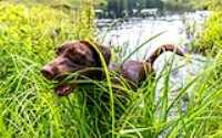 taiga_grass_lake