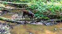 taiga_jump_tree_river