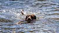 taiga_lake_fetch_stick