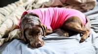 taiga_pajamas_slep_neutered