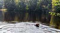 taiga_pond_swim