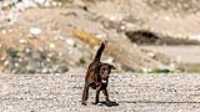 taiga_quarry_fly