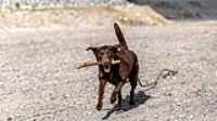 taiga_quarry_stick_fetch