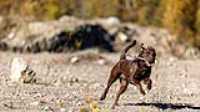 taiga_run_autumn