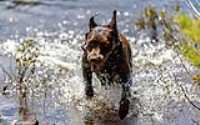taiga_splash_lake_stick