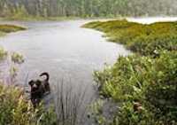 thunderstorm_lake_taiga