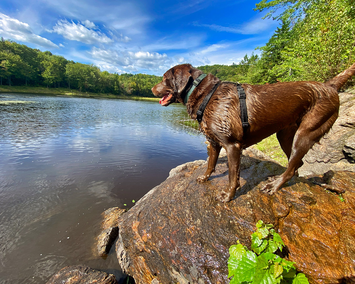 labrador_week_end_lake