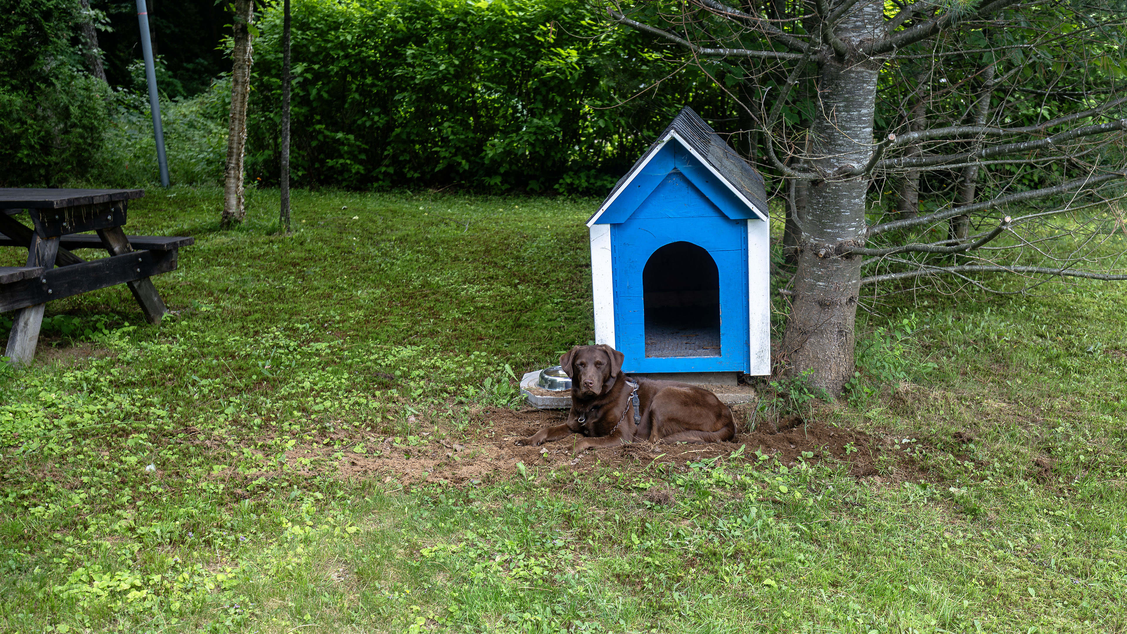 taiga_doghouse_lay
