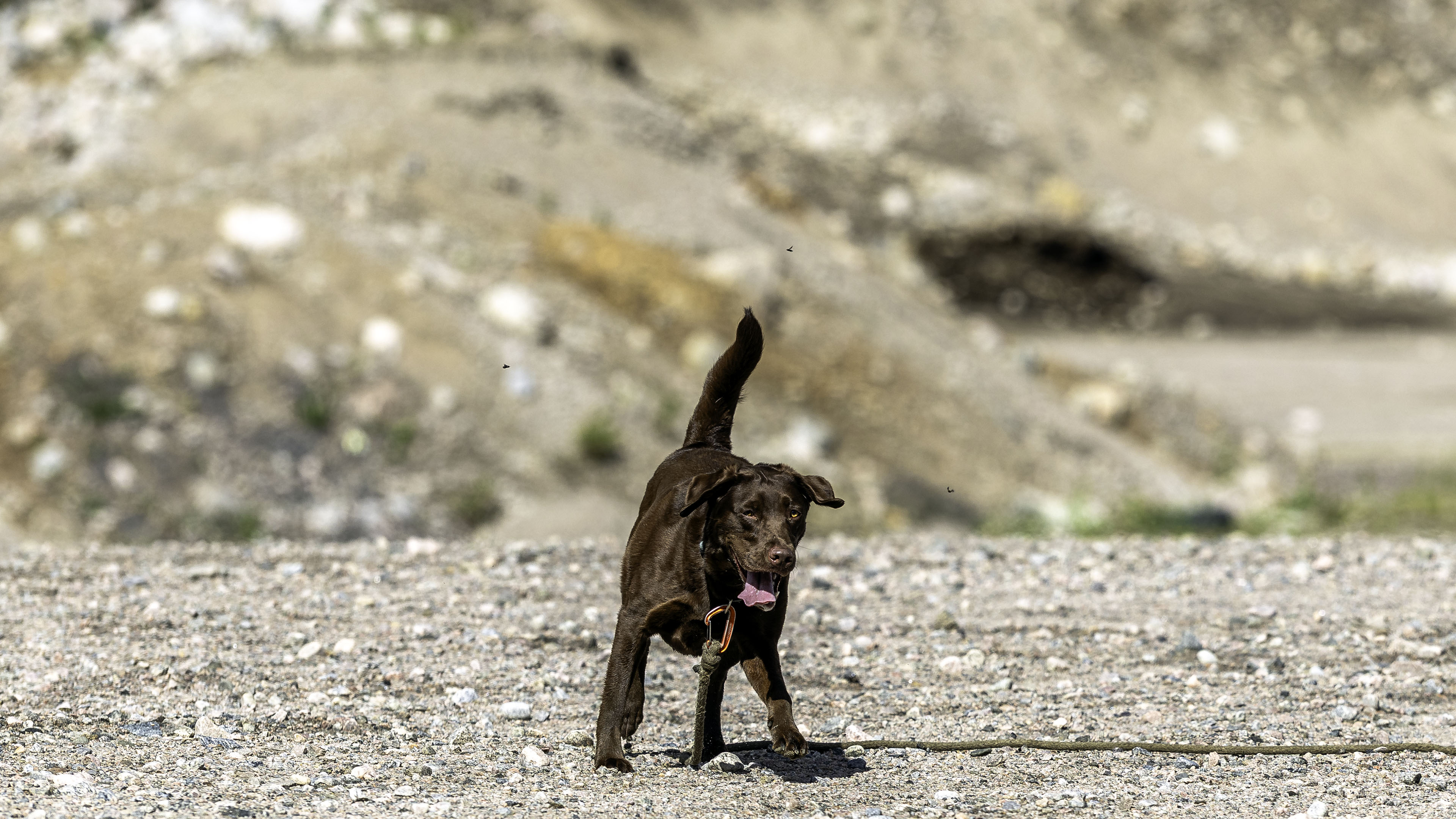 taiga_quarry_fly