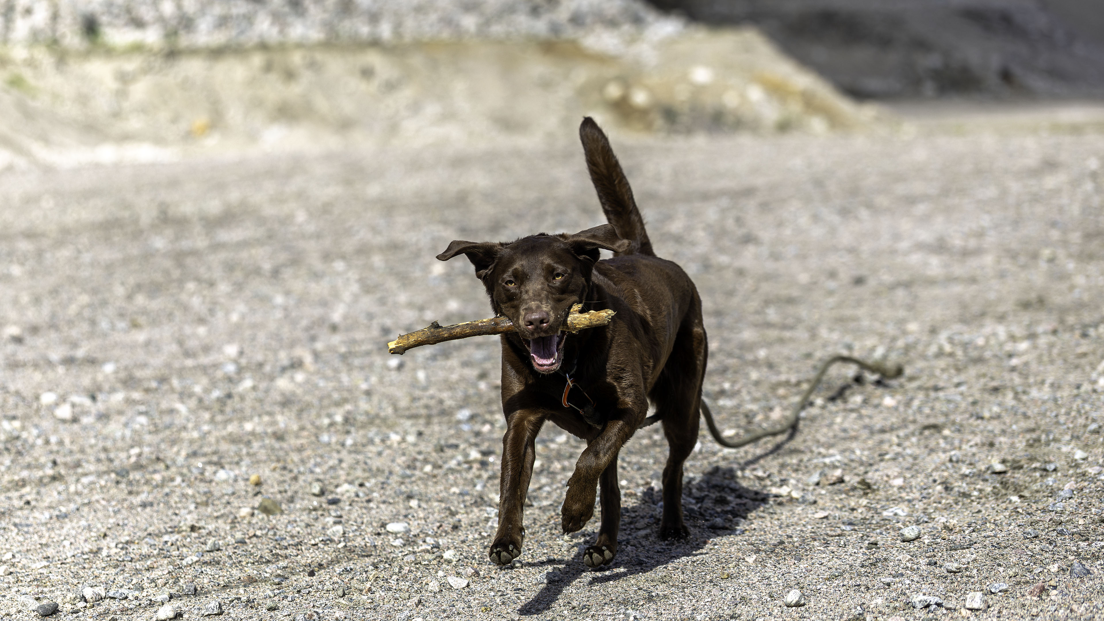 taiga_quarry_stick_fetch