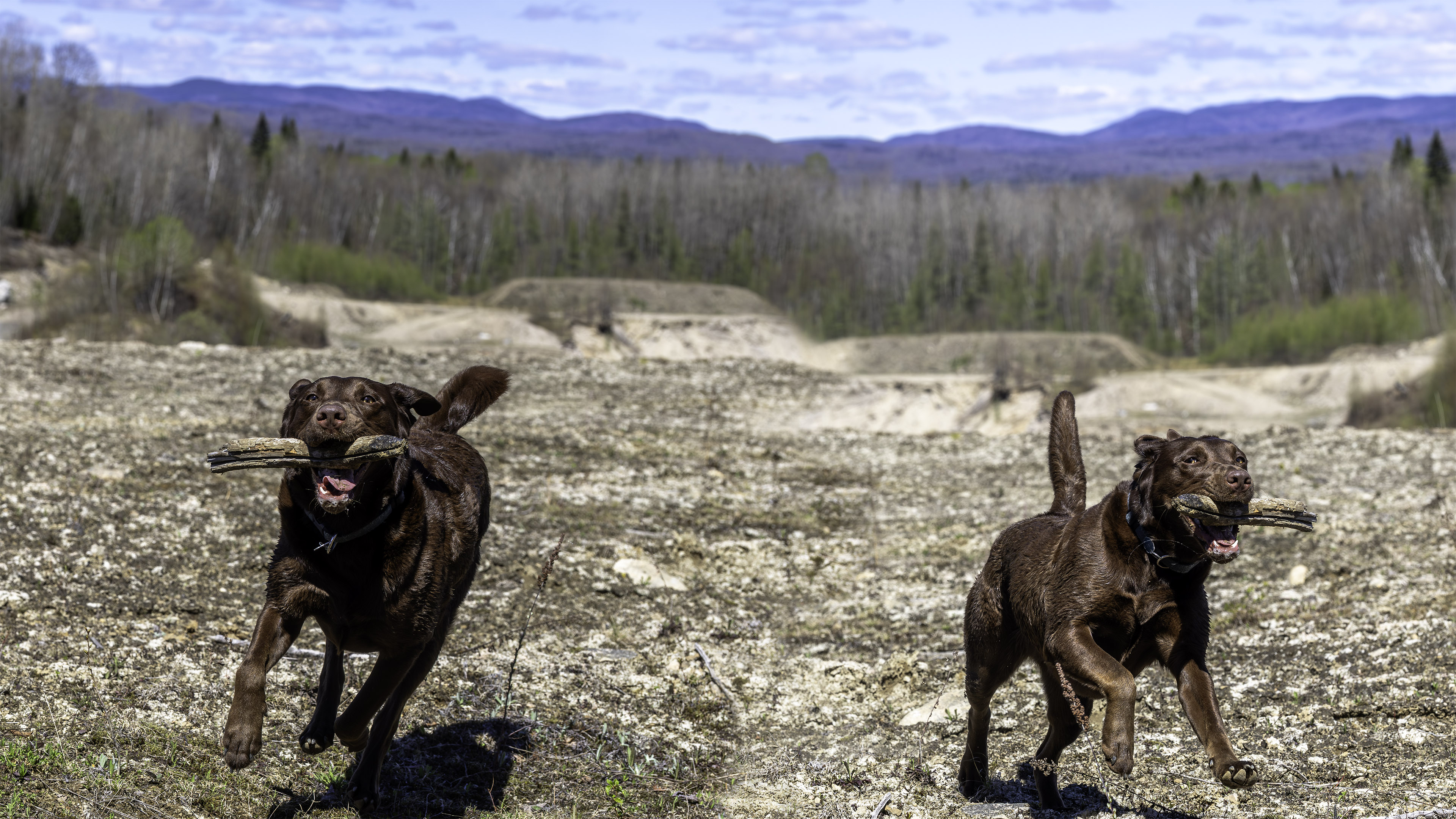 taiga_two_dog_fetch