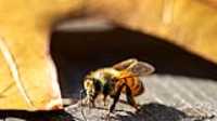 bee