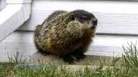 marmot