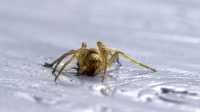 paint_spider
