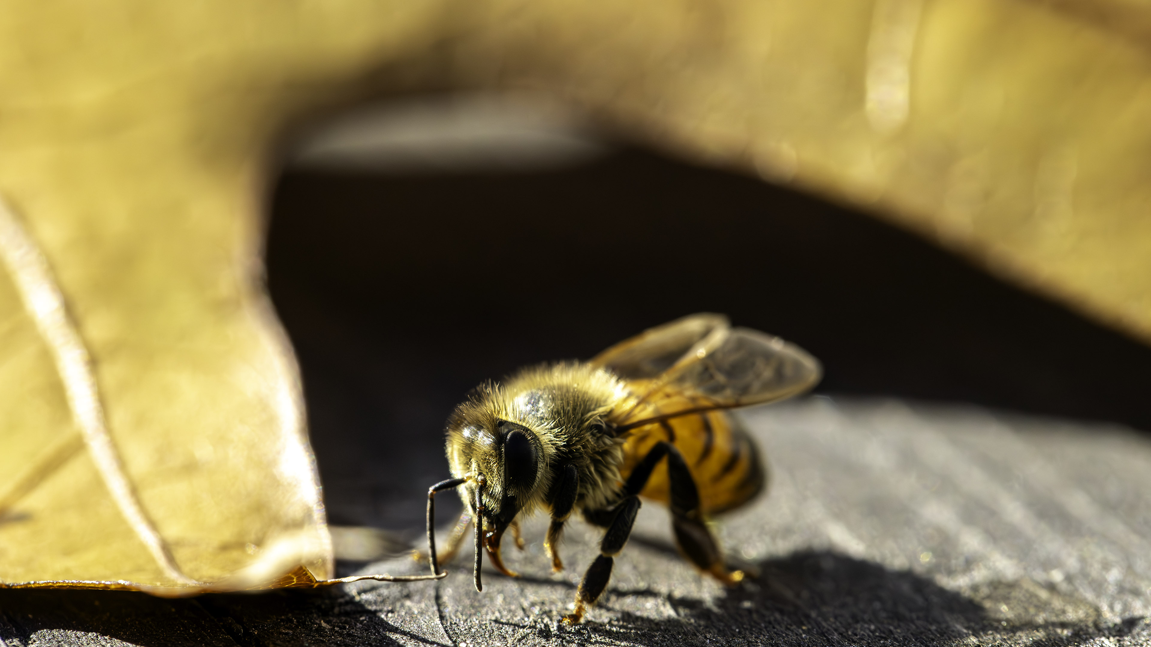 bee
