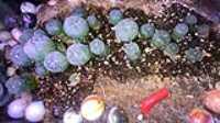 grow_light_extender_screw_cactii