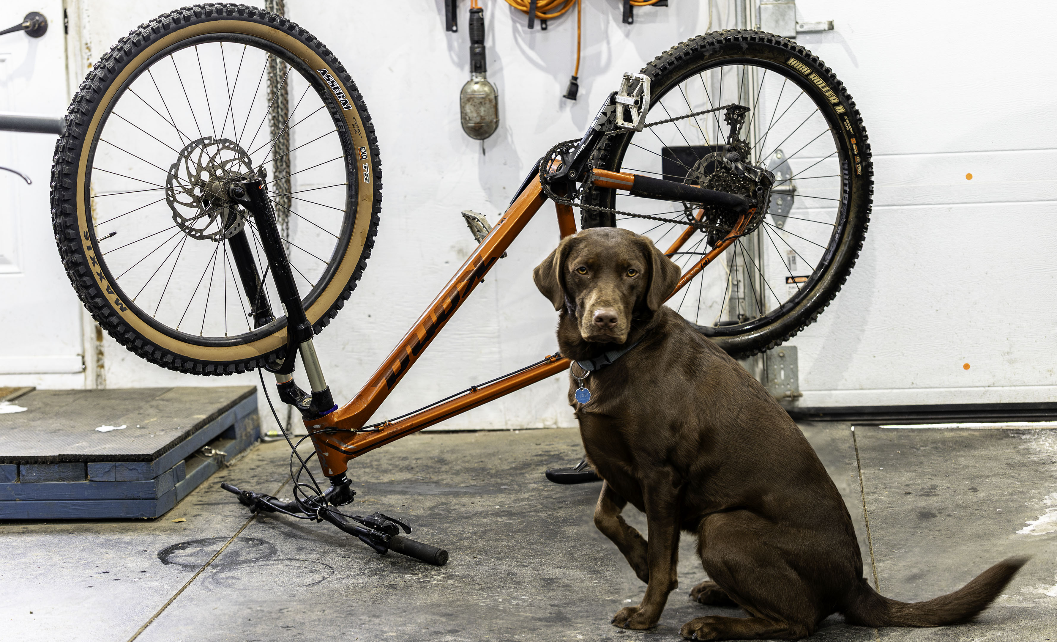 Assegai_TanWall_frontTire_MTB_Taiga