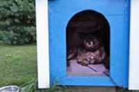 dog_private_niche