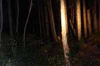 Forest_At_Night