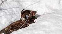 02_Taiga_MTB_trail_Snow