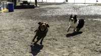 02_doggo_park