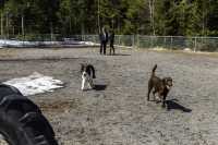 03_doggo_park