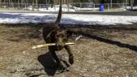 18_doggo_park