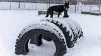 17_doggo_park_snow_24-70