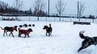 33_doggo_park_snow_24-70