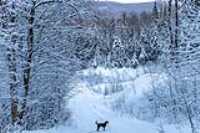 12_empire47_taiga_-20c