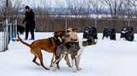 01_doggo_park_70-200