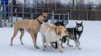 04_doggo_park_70-200