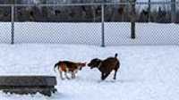 06_doggo_park_70-200