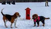 07_doggo_park_70-200