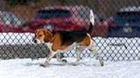 10_doggo_park_70-200