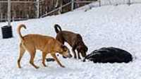 13_doggo_park_70-200