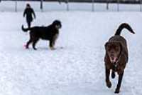 16_doggo_park_70-200