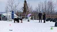 27_doggo_park_70-200