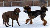 30_doggo_park_70-200