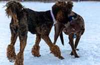 31_doggo_park_70-200