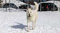 33_doggo_park_70-200